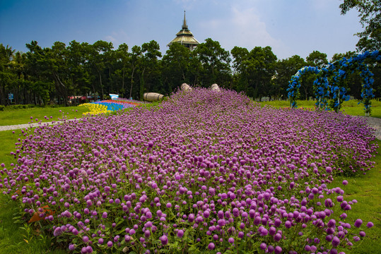 红花烂漫