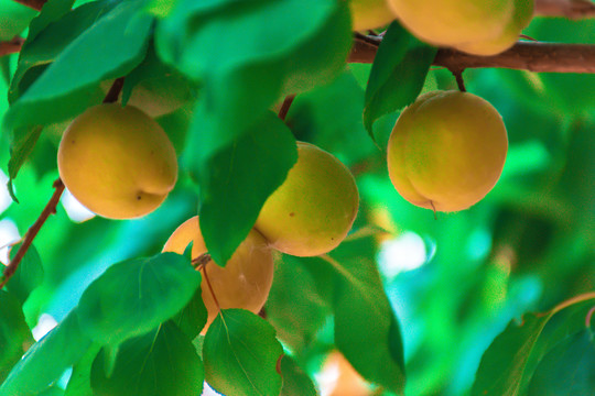 杏果树
