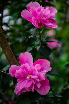 粉色木槿花