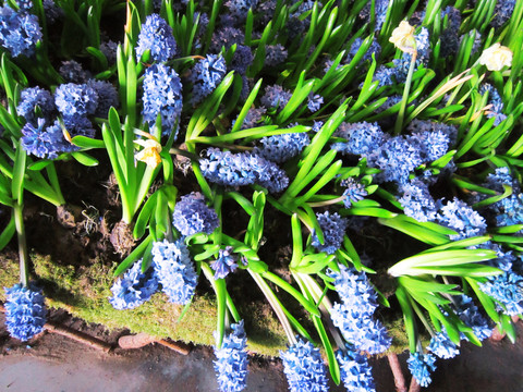 蓝壶花
