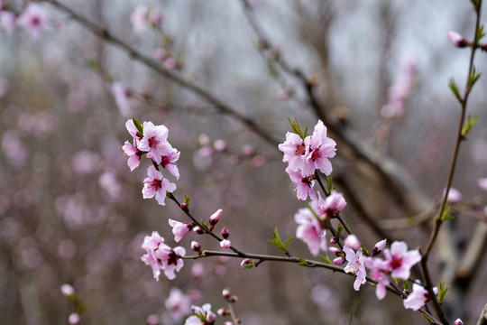 桃花