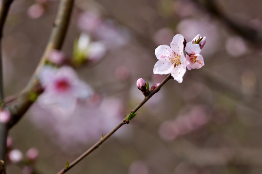 桃花