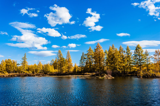 秋季湖泊金色森林