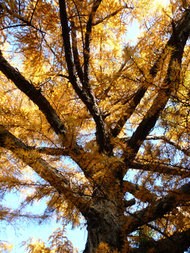 秋天的松树