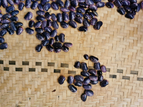 紫色大豆