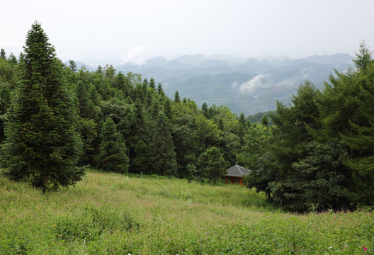 野三关铁厂荒森林花海