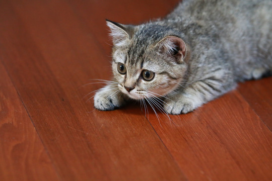 小猫金渐层2月大