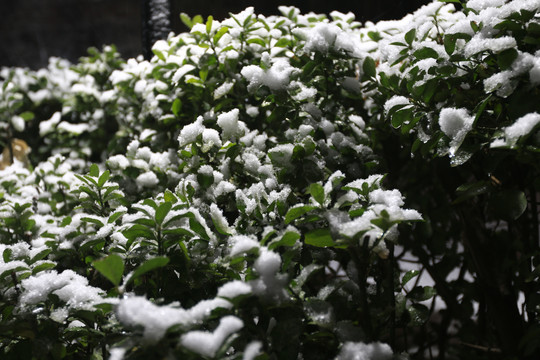 雪天的绿化带