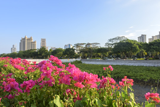 厦门海沧湾公园