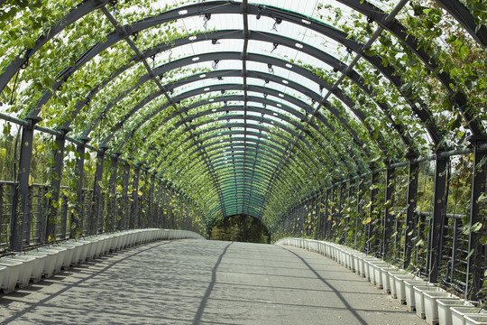 绿植隧道