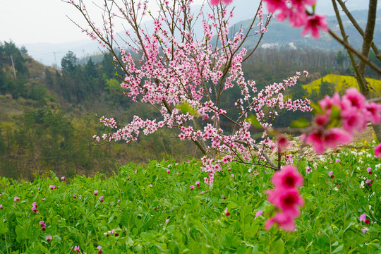 花草3