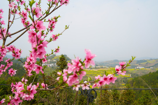 花草4