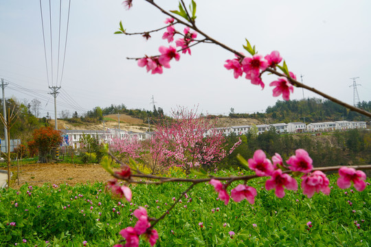 中峰甘家岭10