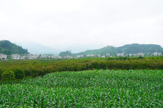 中峰苗圃2