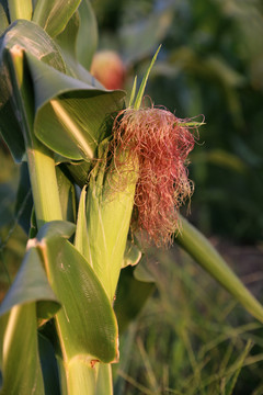 种植玉米