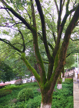 樟树