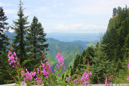 莲花山