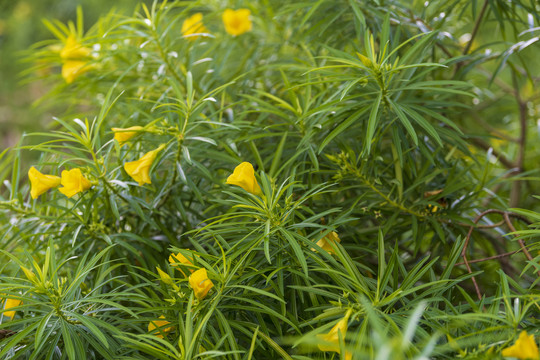 黄花夹竹桃