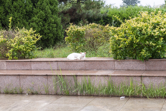 白色野猫