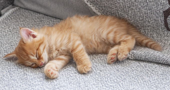 橘猫