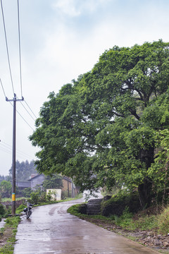 村头大树