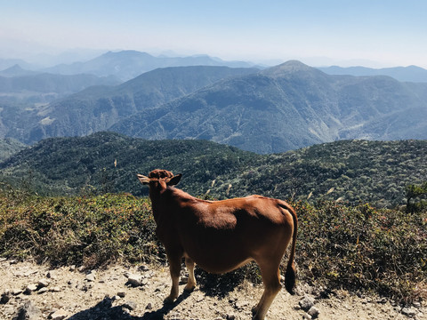大山上的牛