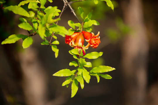 石榴花