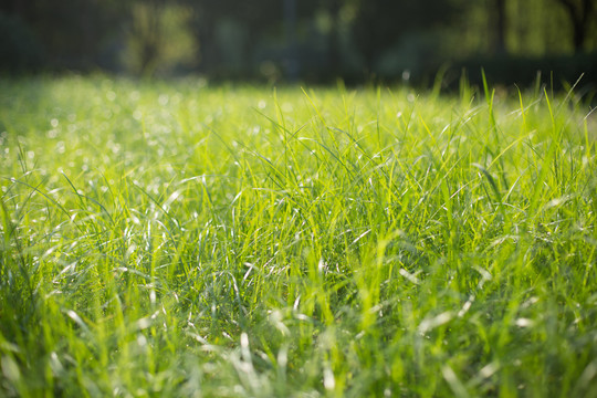 阳光草坪绿草地