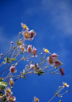 野棉花