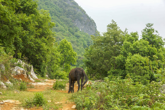 云南高山植被风光