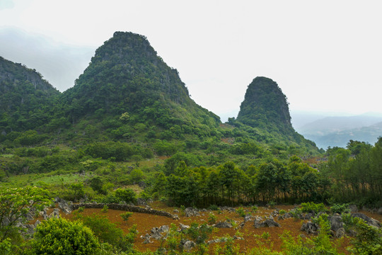 云南高山植被风光