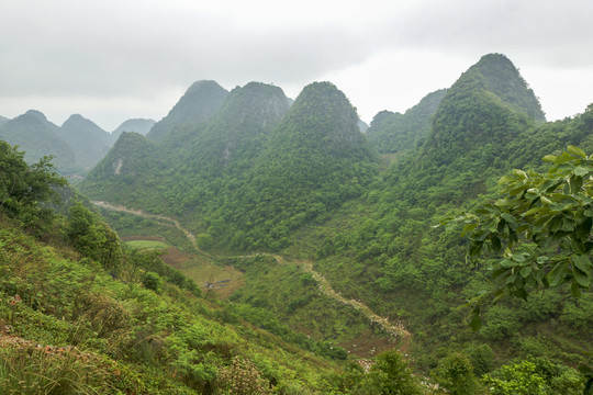 云南高山植被风光