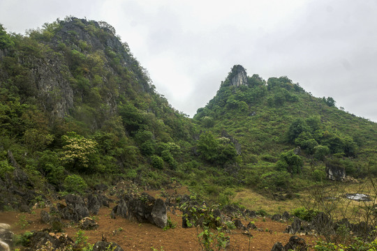 云南高山植被风光