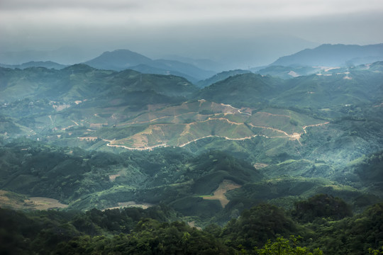 云南高山植被风光