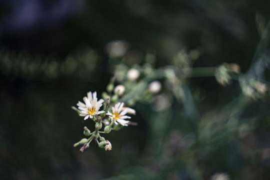 荆科花