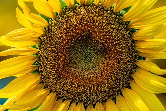 葵花