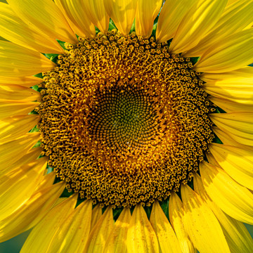 葵花