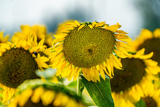 葵花