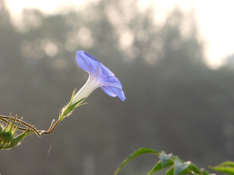 牵牛花