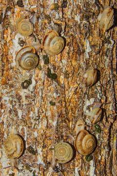 树干上的一群蜗牛