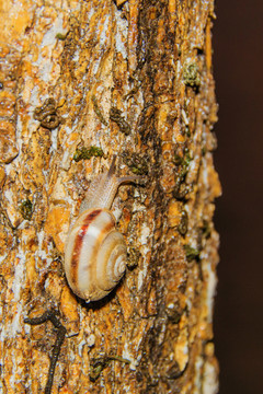 树干上的一只向上爬行的蜗牛