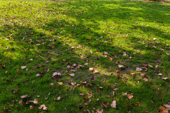 秋天落满树叶的草地