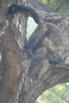 中山市紫马岭公园动物和风景图片
