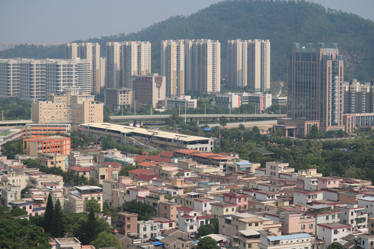 中山市紫马岭公园动物和风景图片