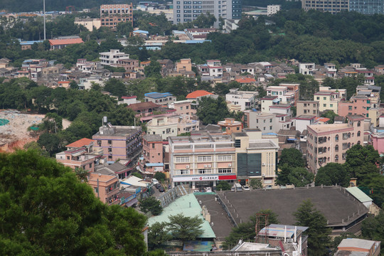 中山市紫马岭公园动物和风景图片