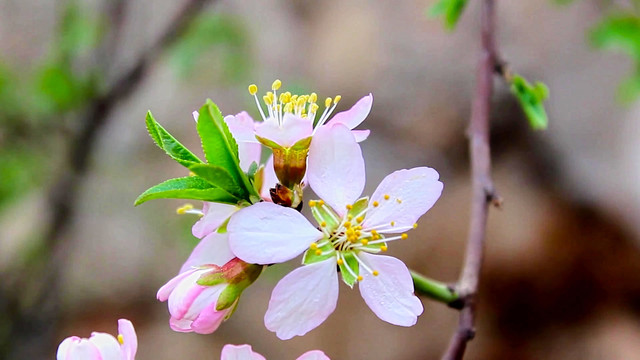 桃花枝