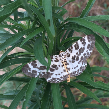 花蝴蝶