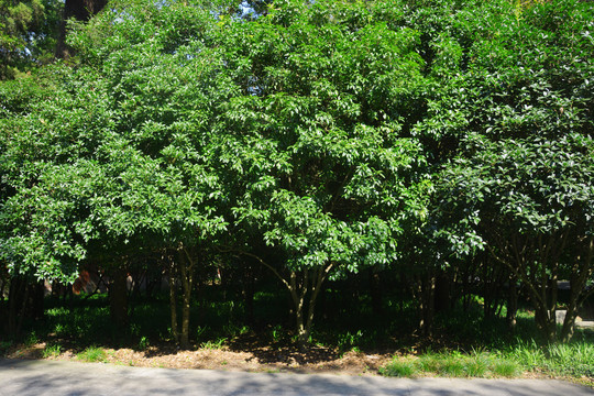 桂树林