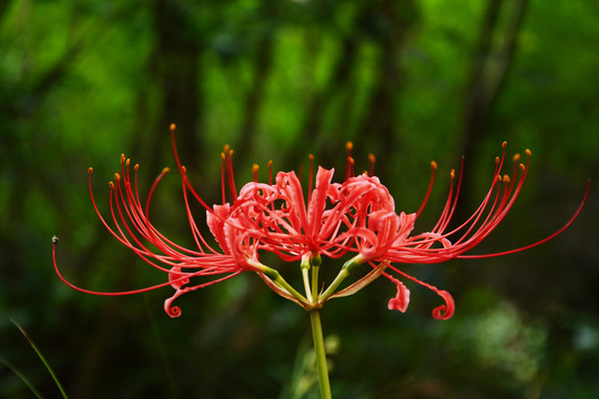 花开如火