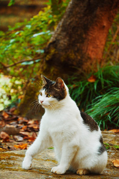 野猫